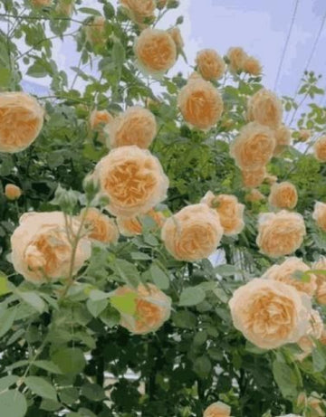 6752